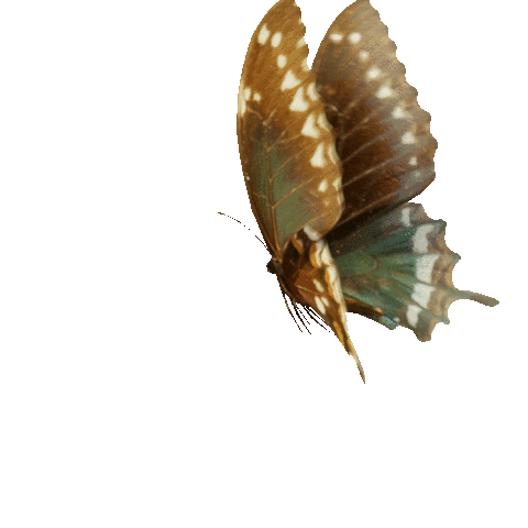 Hero Brown Butterfly