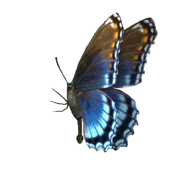 Blue Butterfly