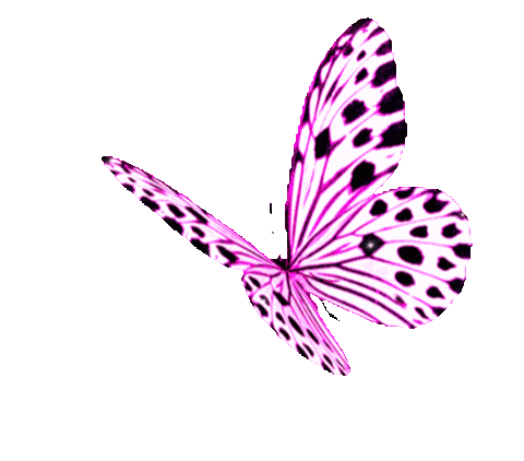 Pink Butterfly